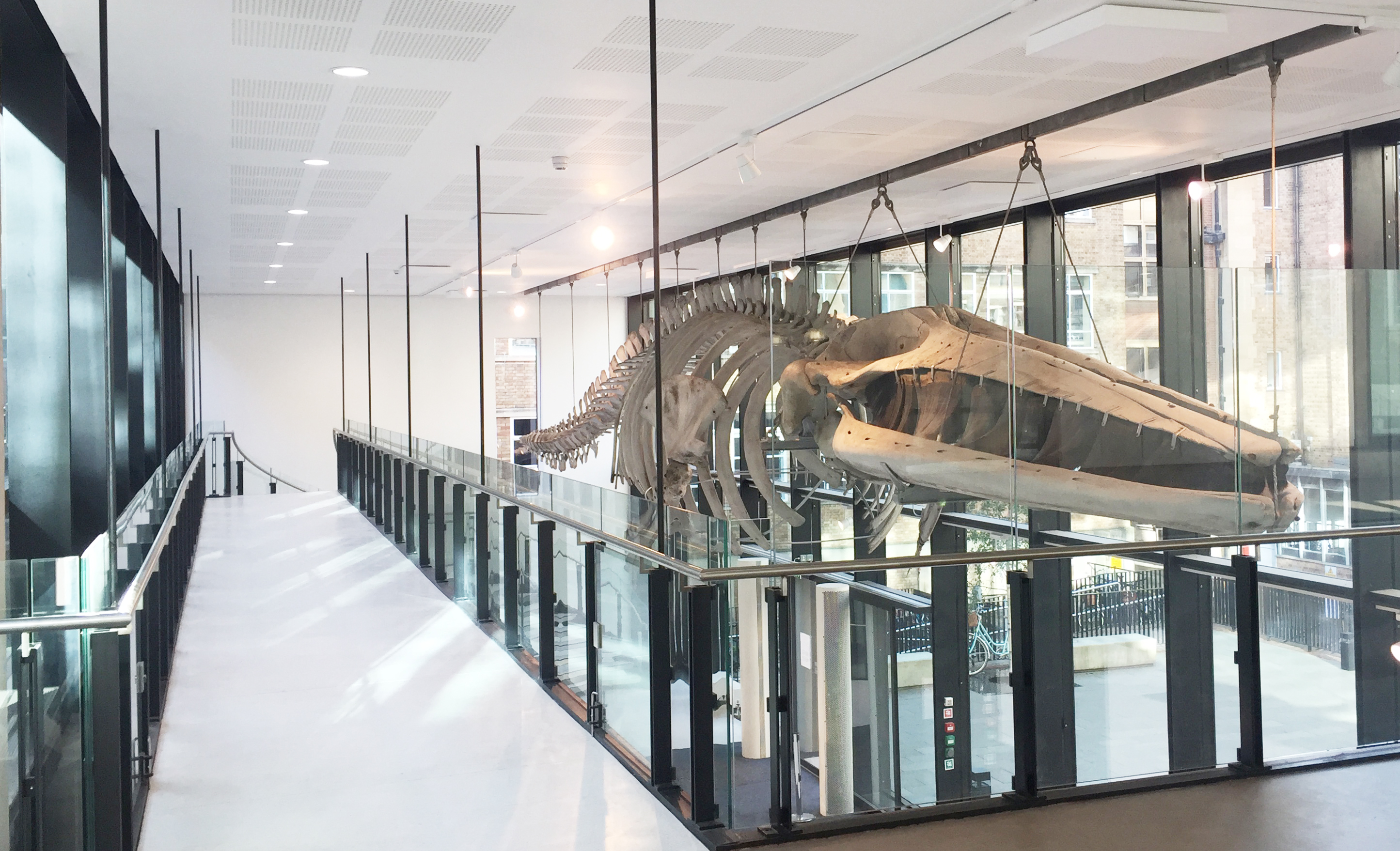 The David Attenborough Building by David LoweNicholas Hare Architects